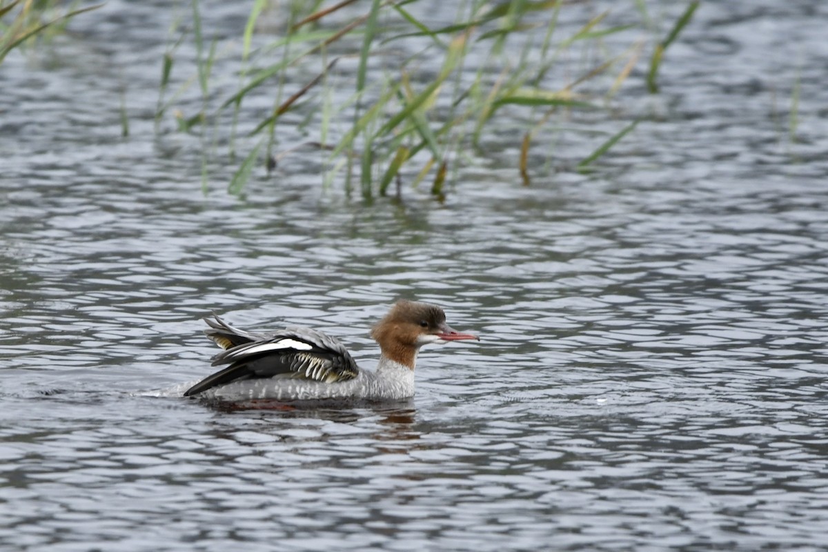 Common Merganser - ML646399561