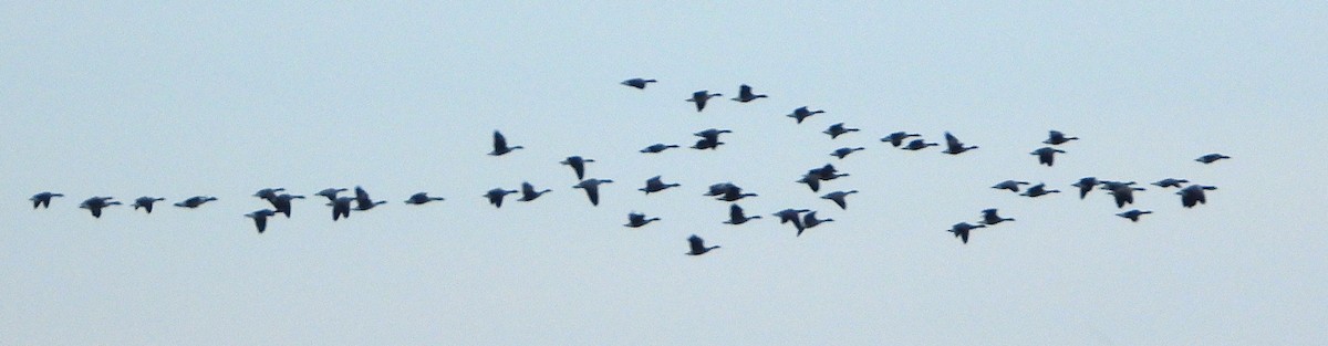 Canada Goose - ML646399569