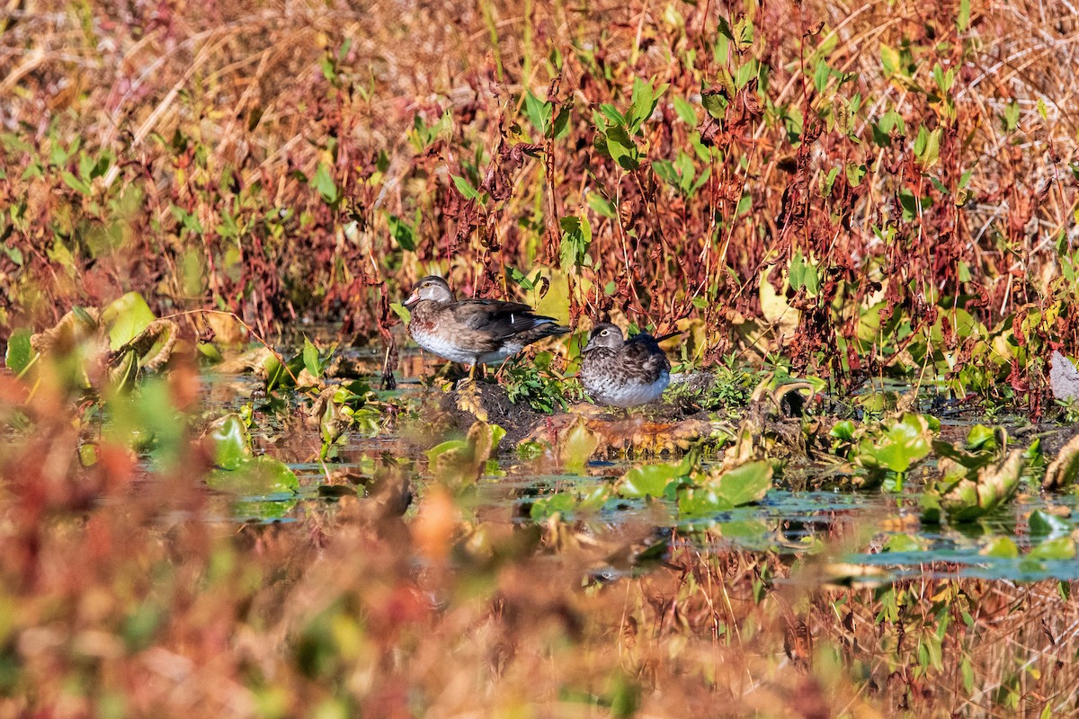 kachnička karolínská - ML646399570