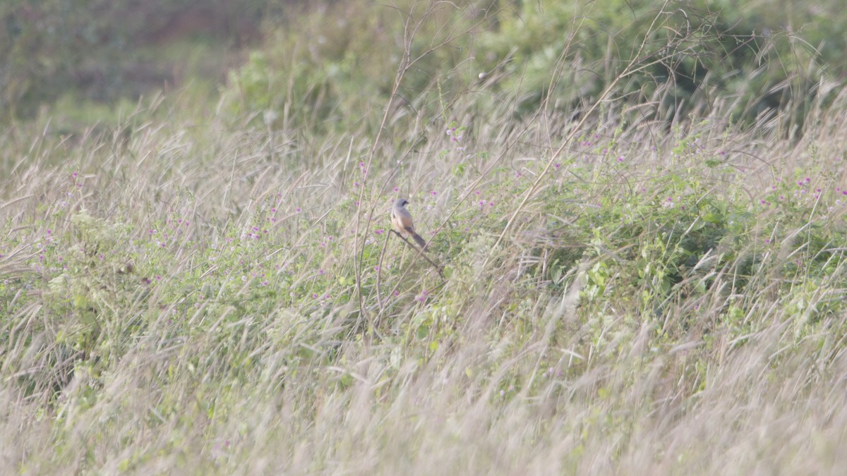 棕背伯勞 - ML646399571