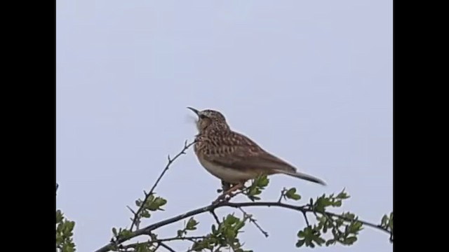 Short-clawed Lark - ML646399572