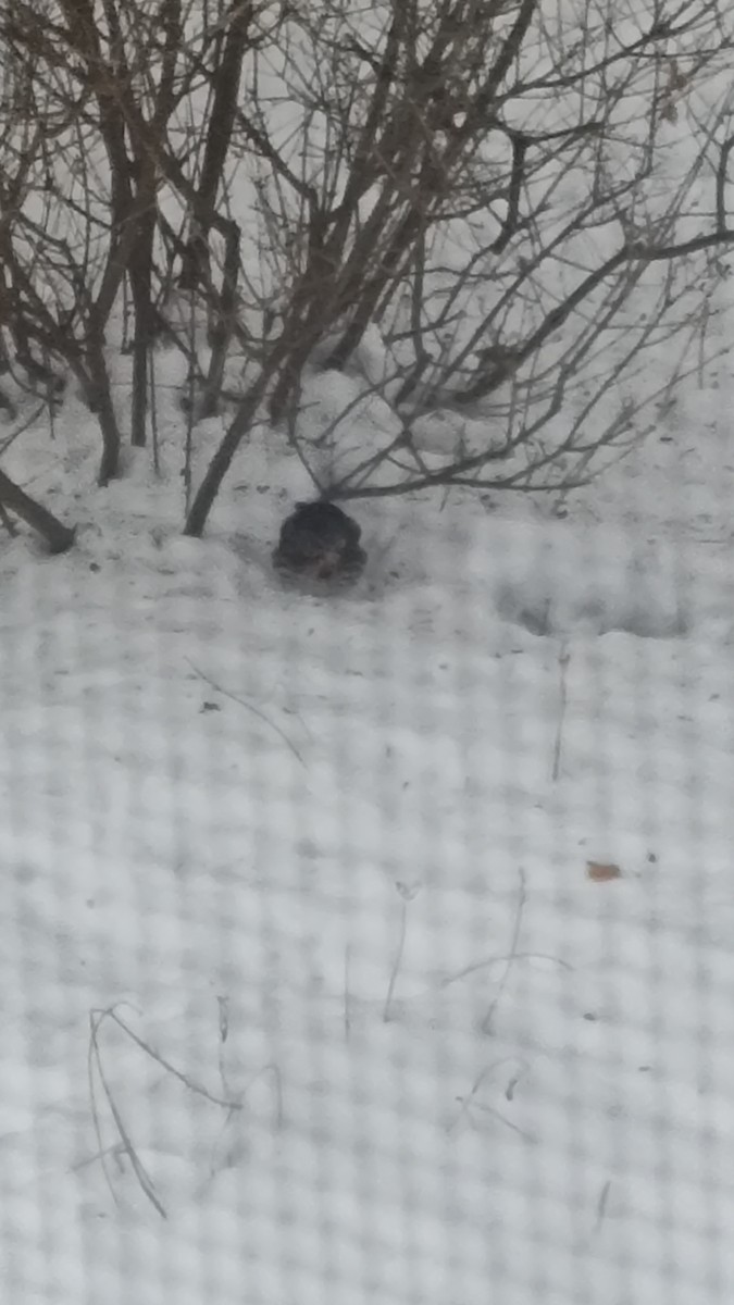 revespurv - ML646399573