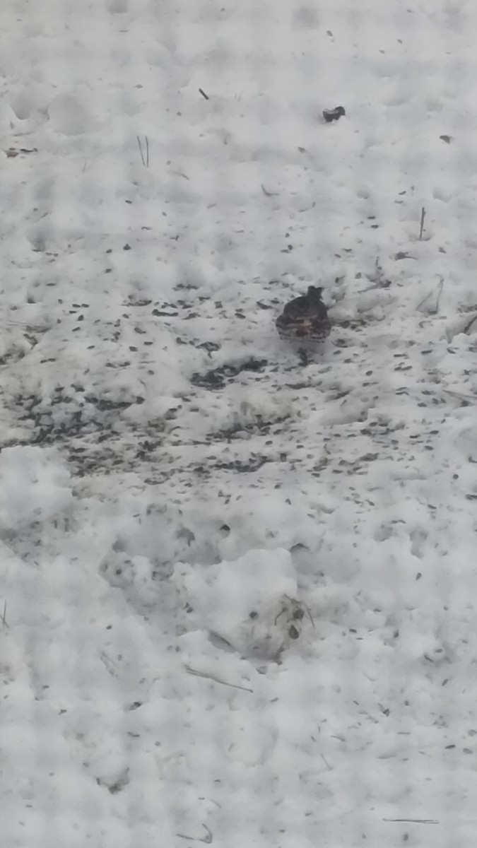 revespurv - ML646399574