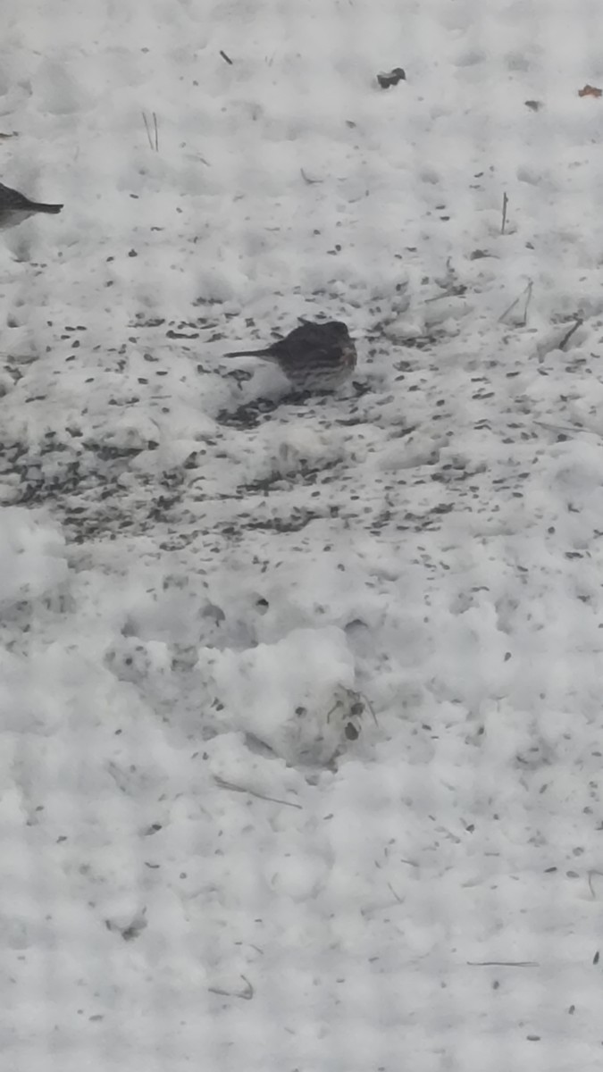 revespurv - ML646399575