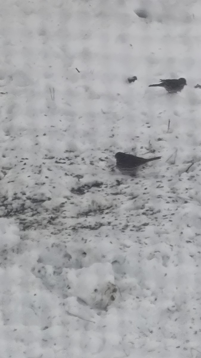 revespurv - ML646399576