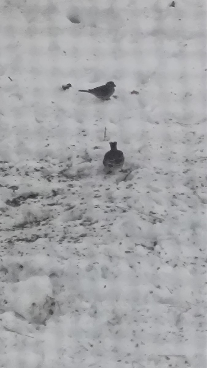 revespurv - ML646399577