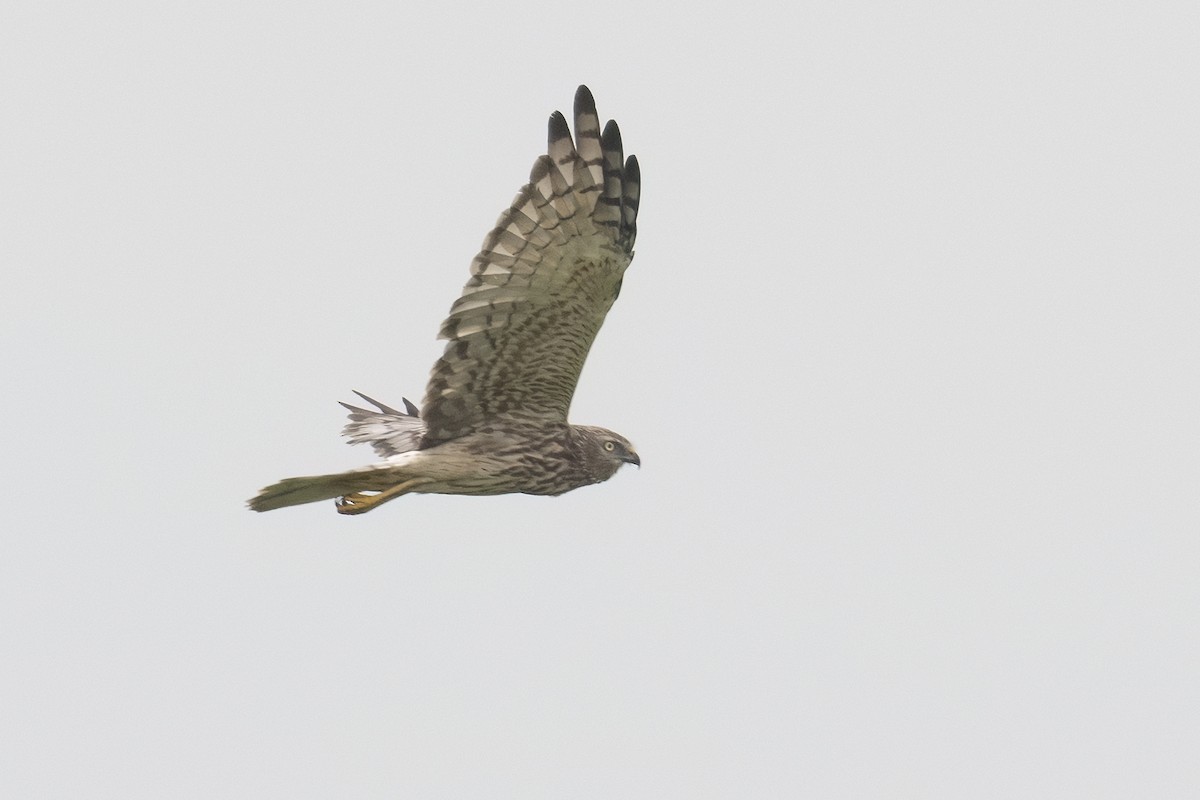 Pied Harrier - ML646399579