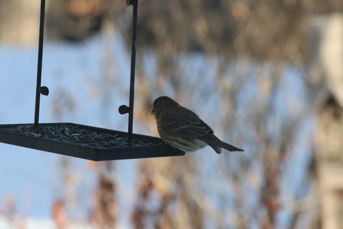 メキシコマシコ - ML646399581