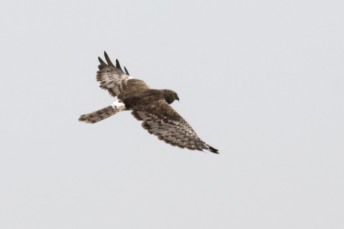 Pied Harrier - ML646399582