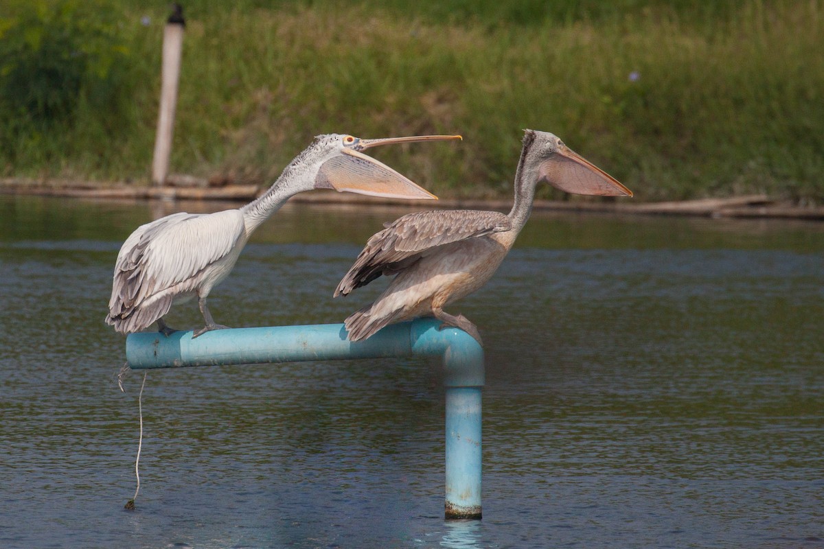 Hint Pelikanı - ML646399583