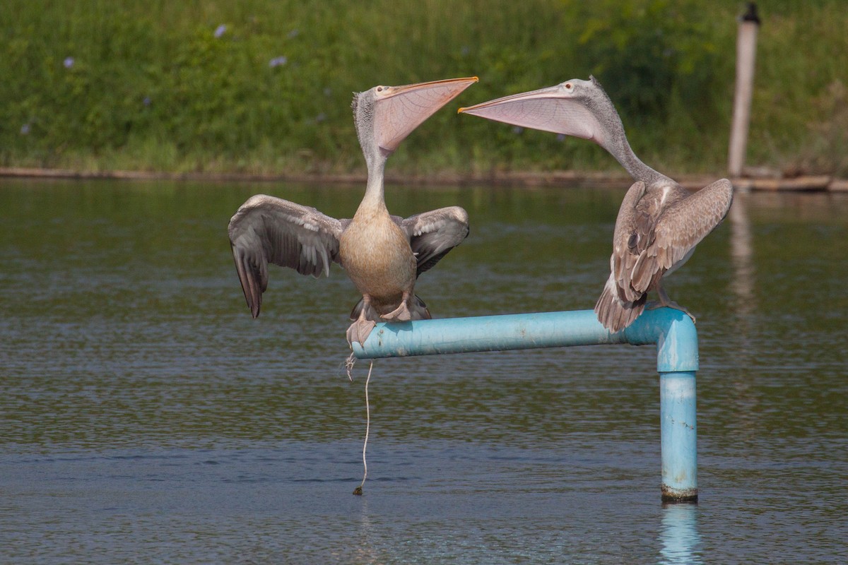 Hint Pelikanı - ML646399584