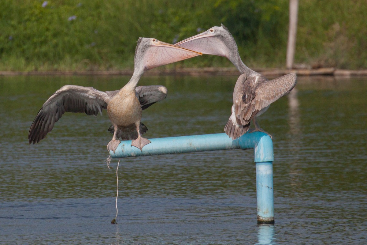 Hint Pelikanı - ML646399585