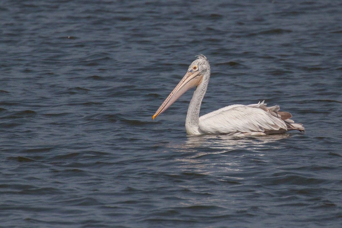 Hint Pelikanı - ML646399586