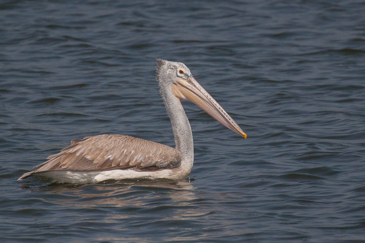 Hint Pelikanı - ML646399587