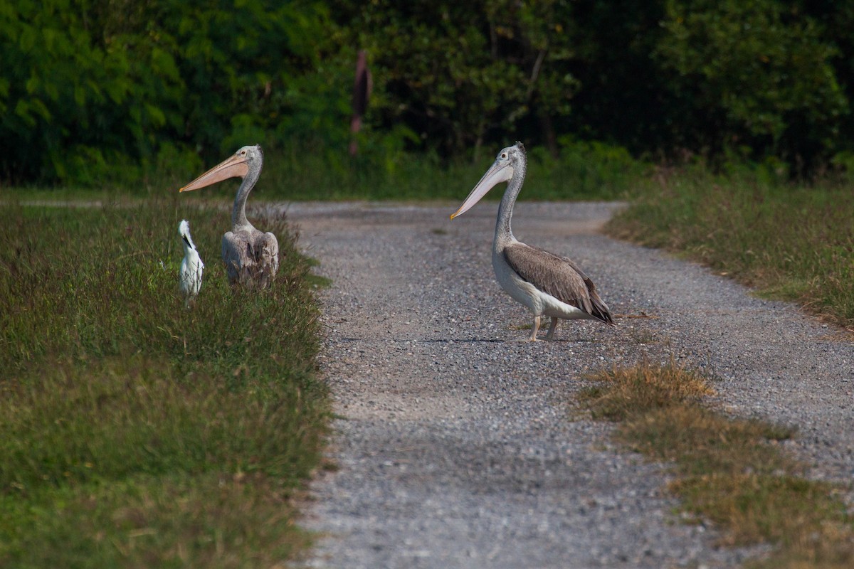 Hint Pelikanı - ML646399588
