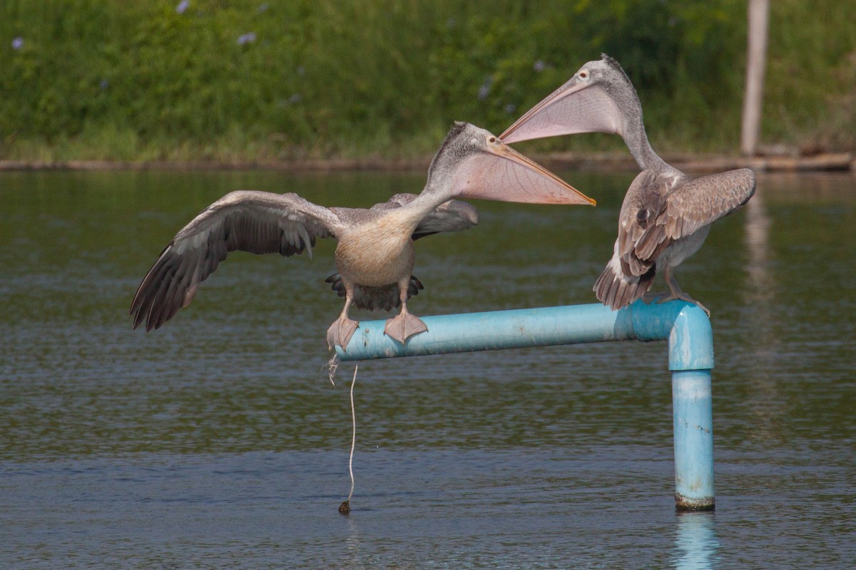 Hint Pelikanı - ML646399589