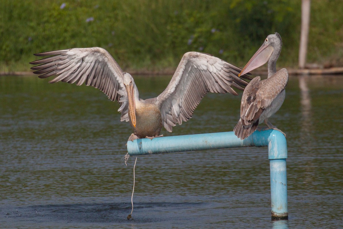 Hint Pelikanı - ML646399590