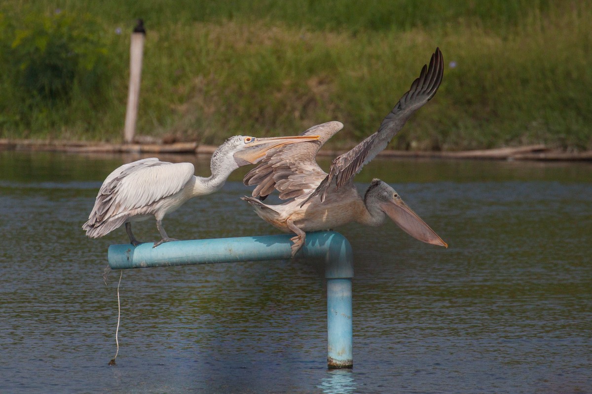 Hint Pelikanı - ML646399591