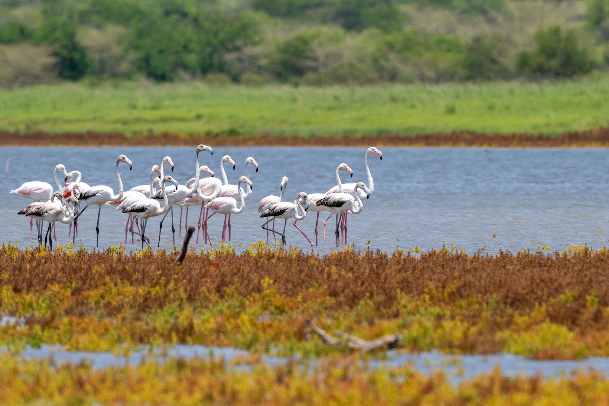 大紅鸛 - ML646399593