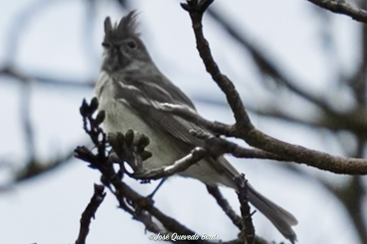 Yellow-bellied Elaenia - ML646399594