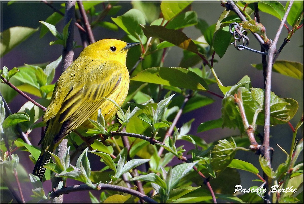 Paruline jaune - ML646399595