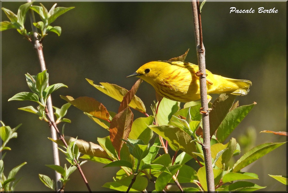Paruline jaune - ML646399596