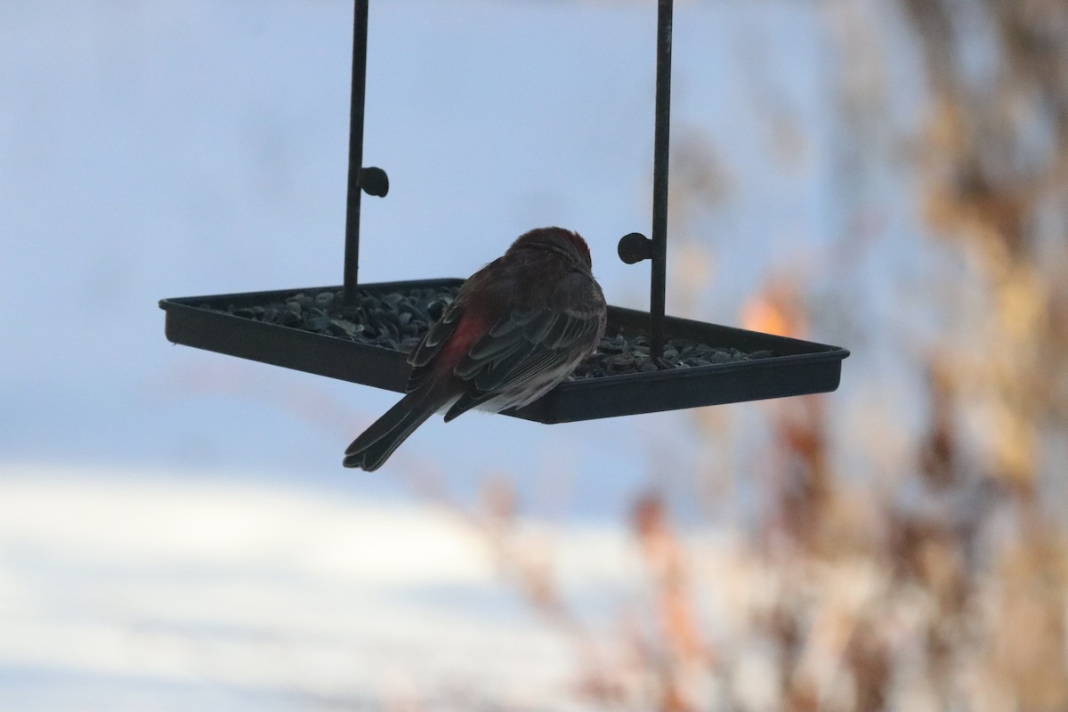 メキシコマシコ - ML646399597