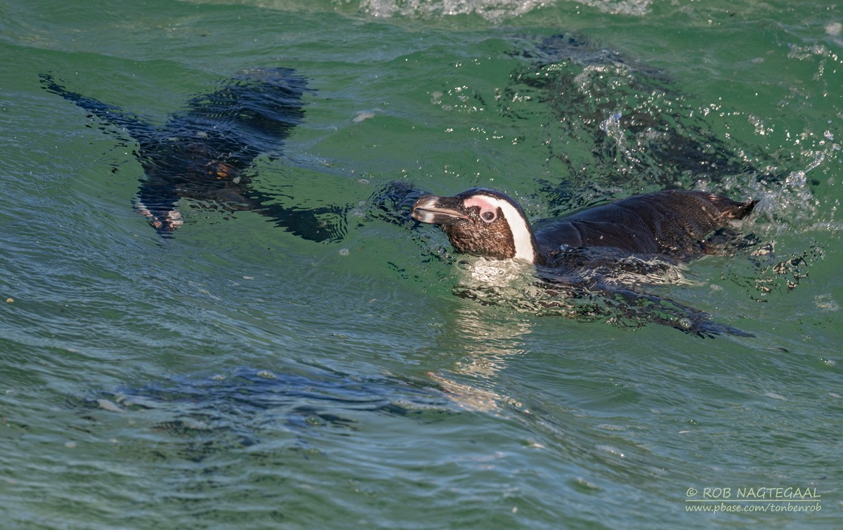 African Penguin - ML646399599