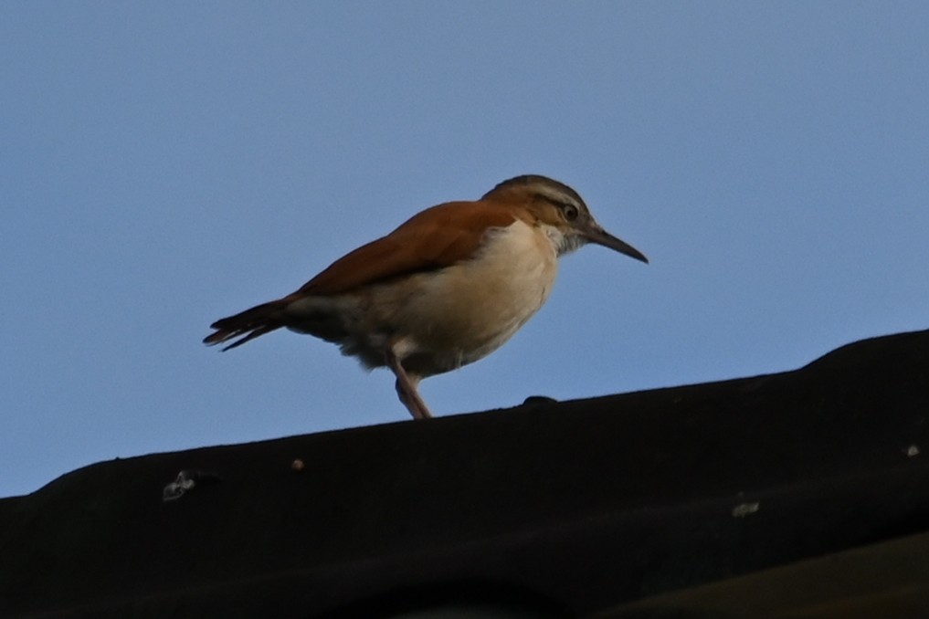 Pacific Hornero - ML646399608