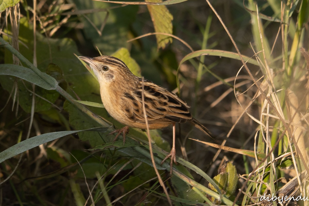 Zitting Cisticola - ML646399620
