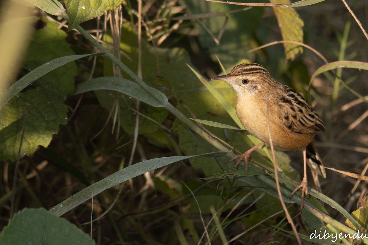 Zitting Cisticola - ML646399621