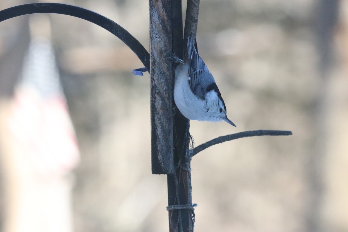 ムナジロゴジュウカラ - ML646399622