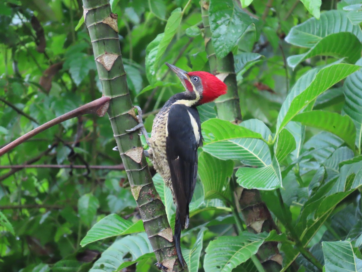 Lineated Woodpecker - ML646399623