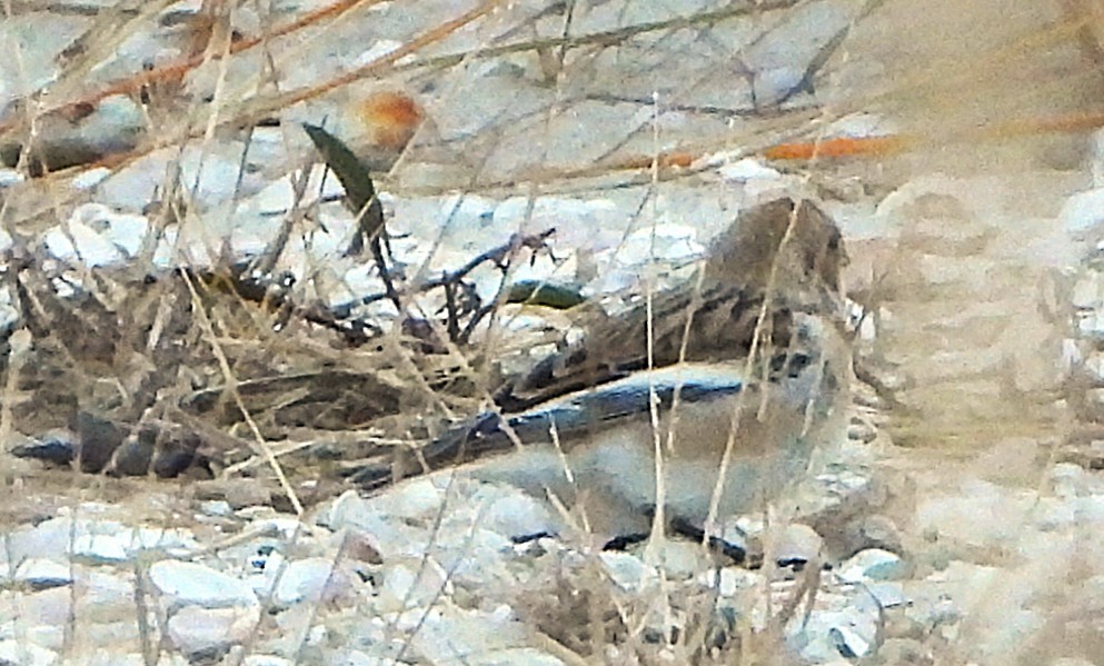 雪鵐 - ML646399625