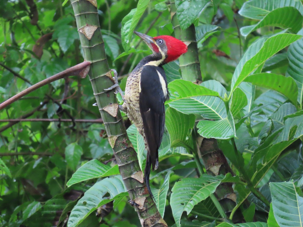 Lineated Woodpecker - ML646399626
