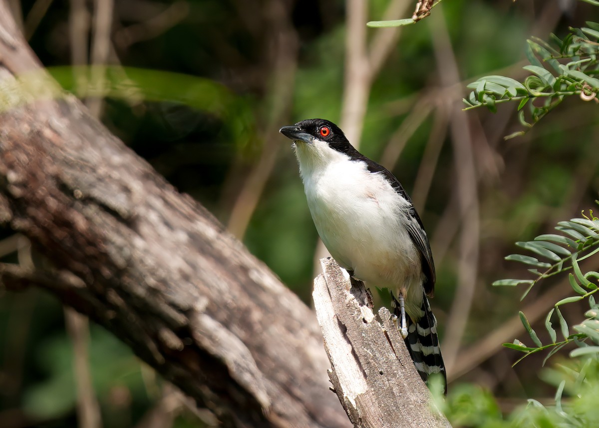 Great Antshrike - ML646399627
