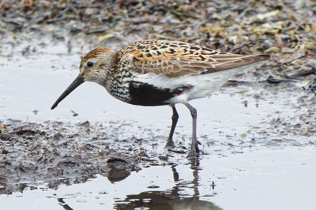 Txirri arrunta - ML646399635