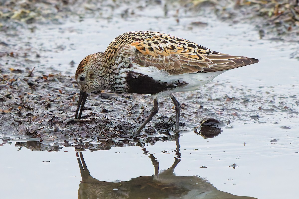 jespák obecný - ML646399636