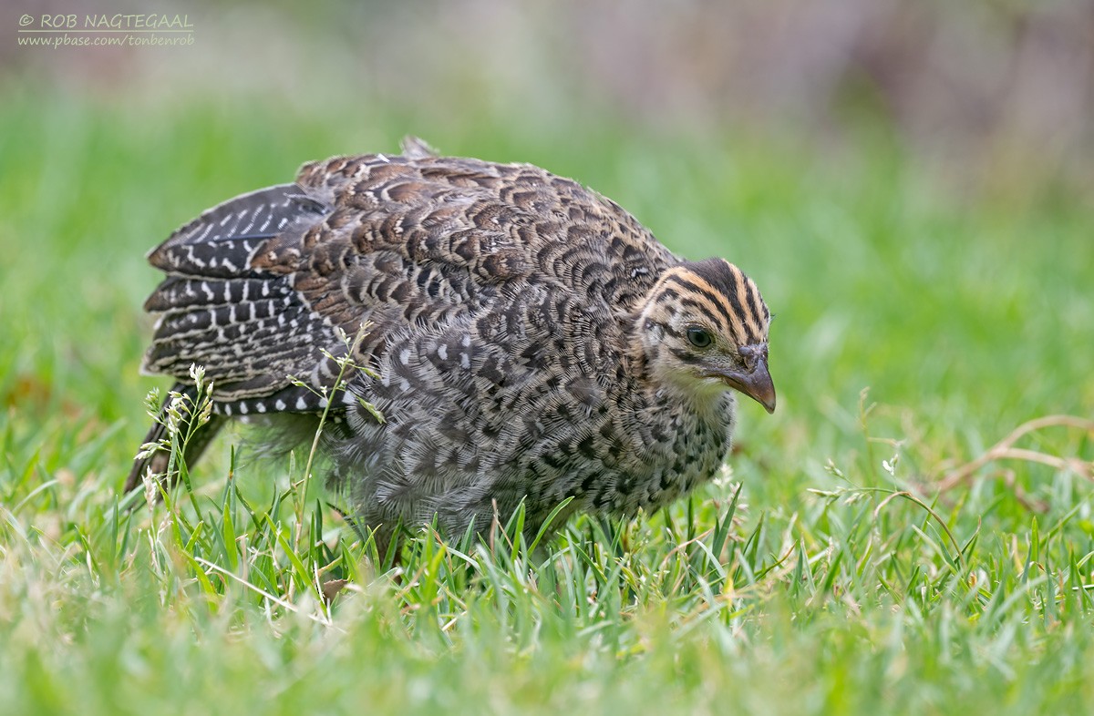 Helmeted Guineafowl - ML646399639