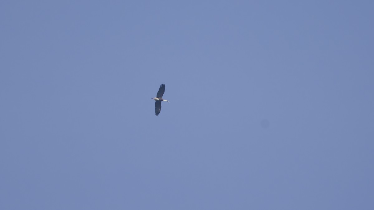 Asian Woolly-necked Stork - ML646399640