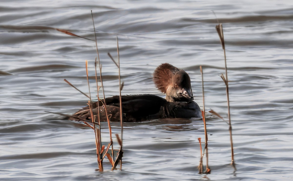 Hooded Merganser - ML646399641