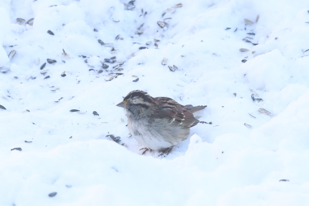 ノドジロシトド - ML646399645