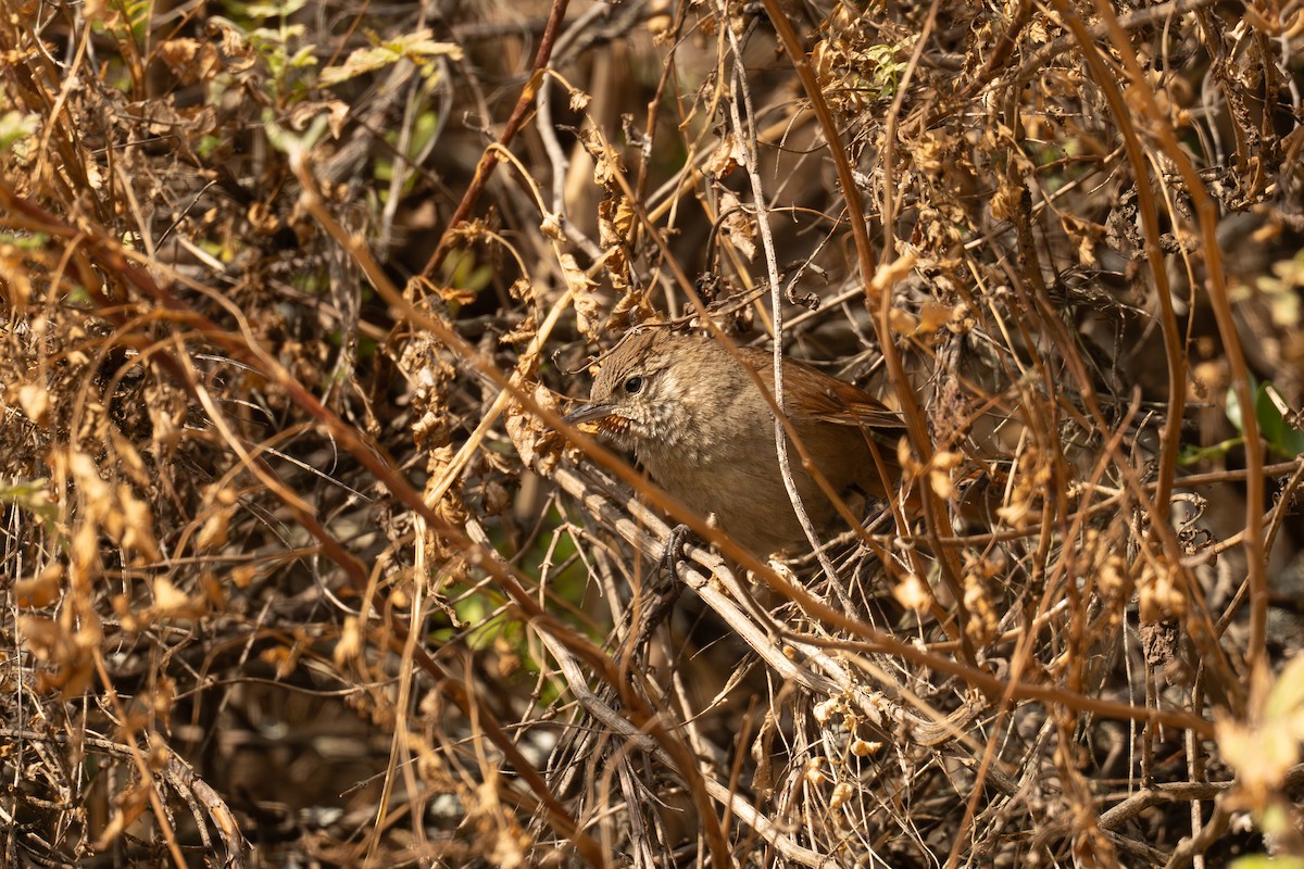 Canyon Canastero - ML646399647