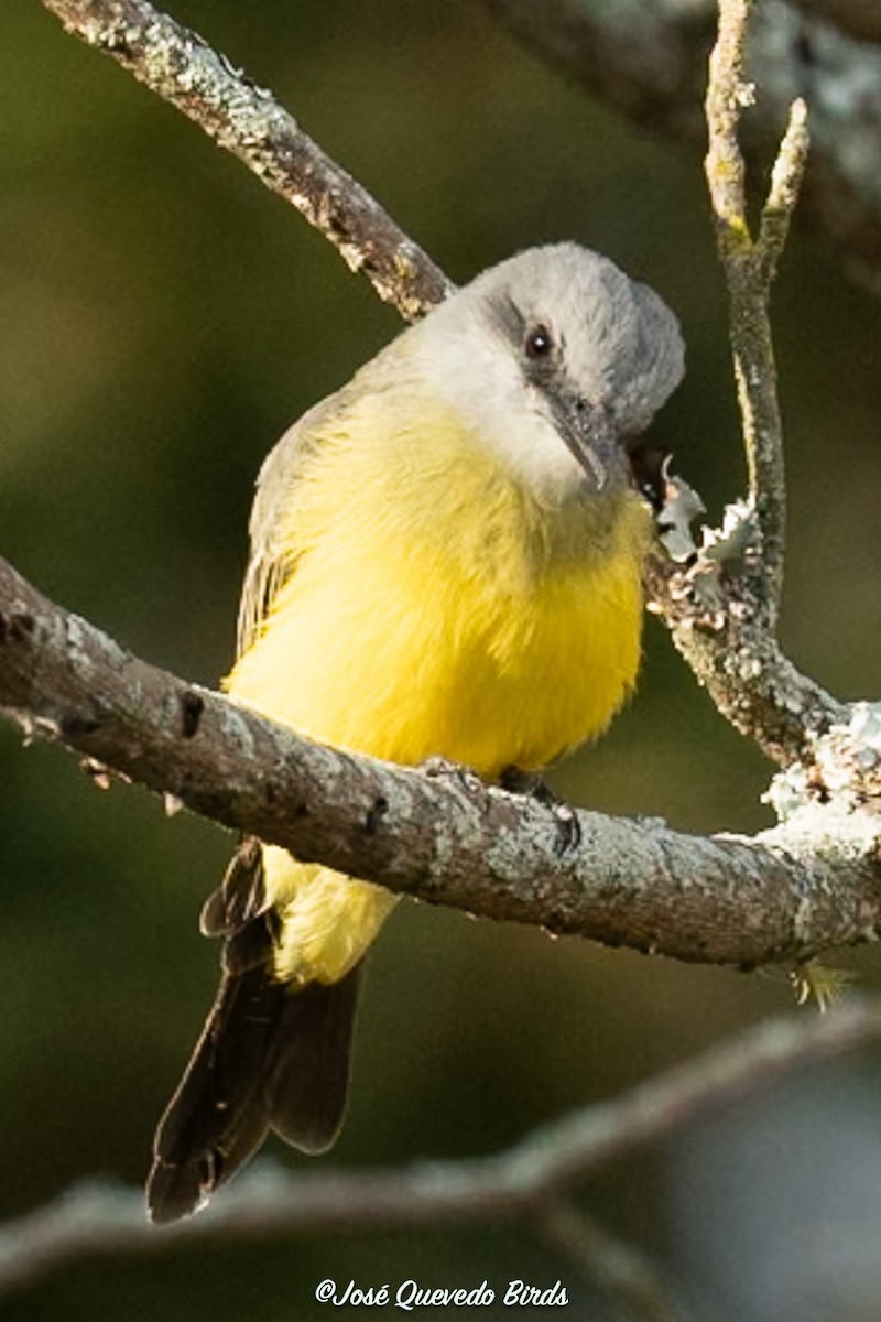 Tropical Kingbird - ML646399650