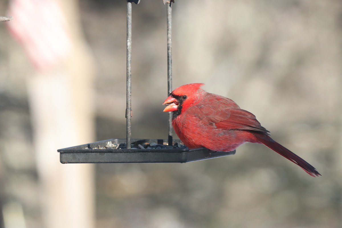 Kardinal arrunta - ML646399655