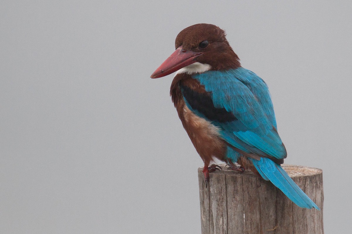 White-throated Kingfisher - ML646399657