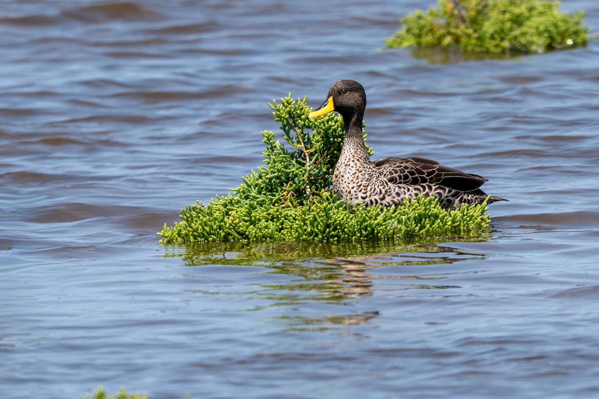 Ahate mokohoria - ML646399658