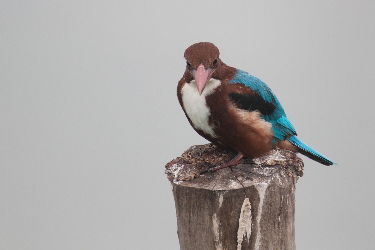 White-throated Kingfisher - ML646399659