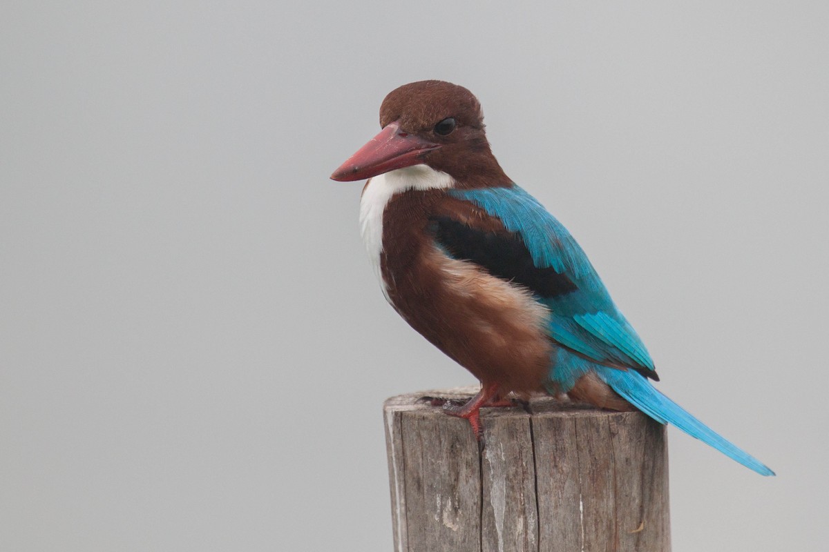White-throated Kingfisher - ML646399660