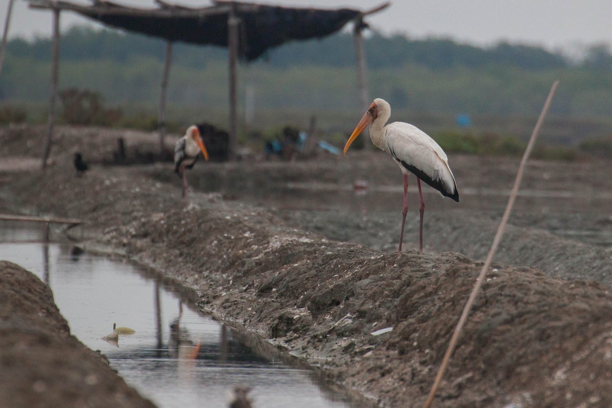 Tantalo zuria - ML646399665